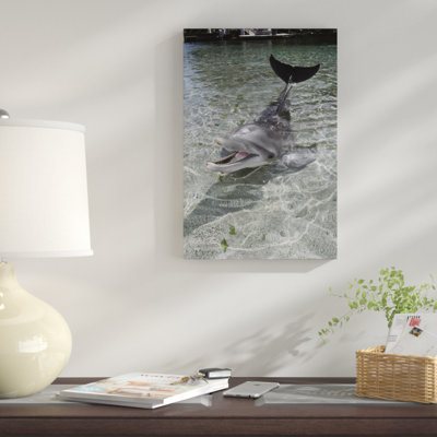 " Dusky Dolphin Pair Surfacing, New Zealand "