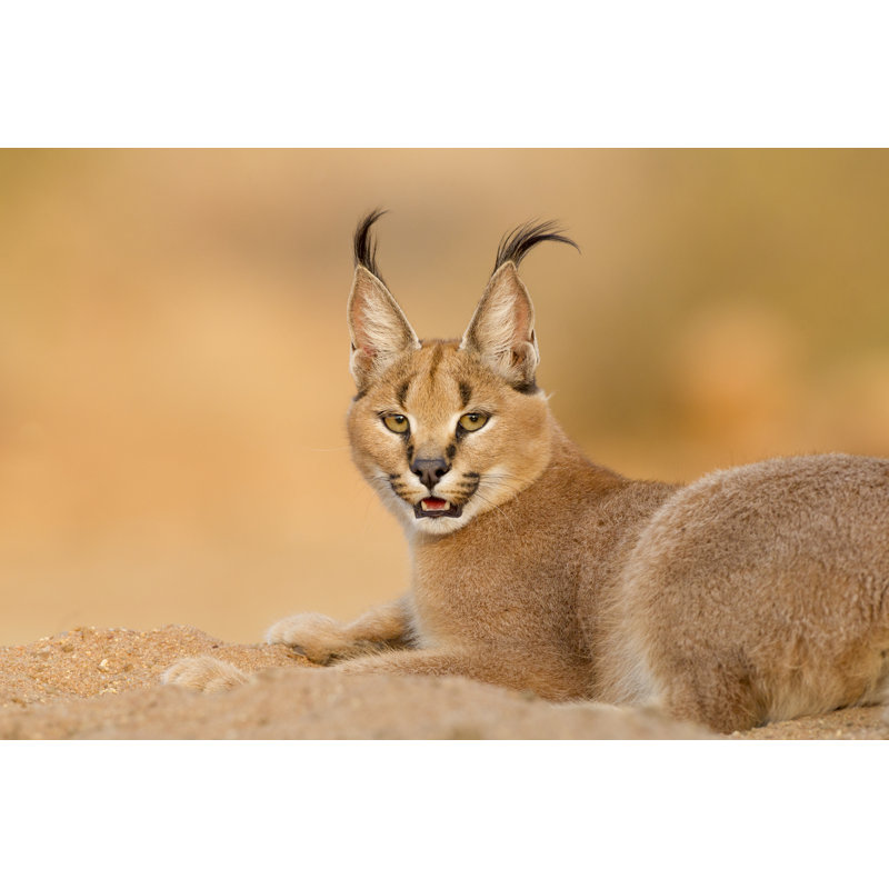 Caracal féminin - Photographie sur toile tendue, L 48 po x H 32 po