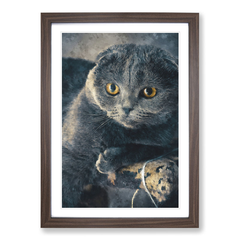 Scottish Fold Cat - Picture Frame Graphic Art, Walnut Framed, 36cm H x 27cm W x 2cm D