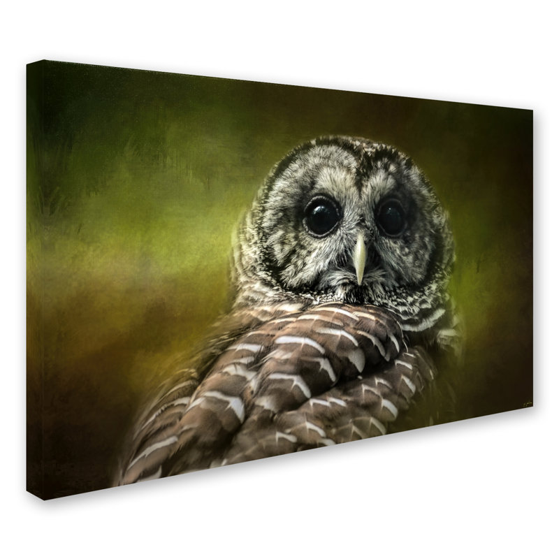 «Barred Owl in the Grove» de Vidur, impression sur toile tendue, H 30 po x l 47 po
