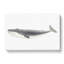 Blue Whale by C.M. Scammon - Wrapped Canvas-55304516