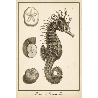 Seahorse Study I 1 Piece Wrapped Canvas Wall Art