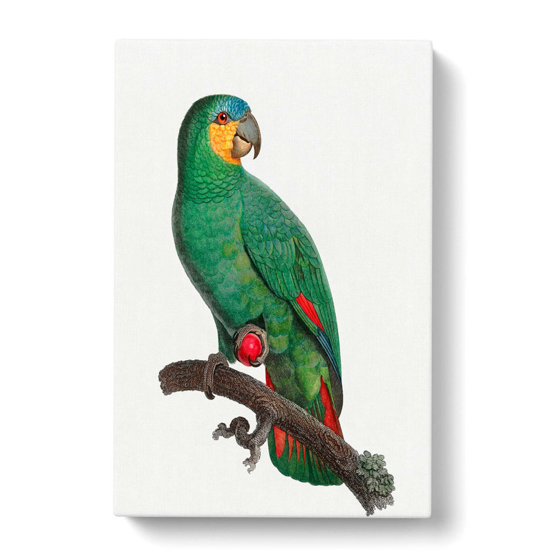 An Orange-Winged Parrot by F. Levaillant - Wrapped Canvas Painting, 50cm H x 35cm W x 3cm D