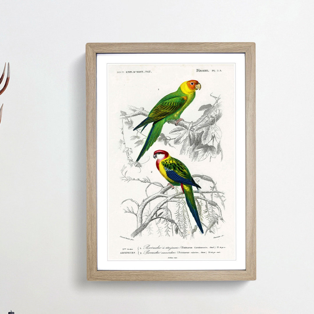 Parrot Illustrations by Charles dOrbigny - Framed Print