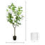 Pot Magnolia Tree et Fiberstone