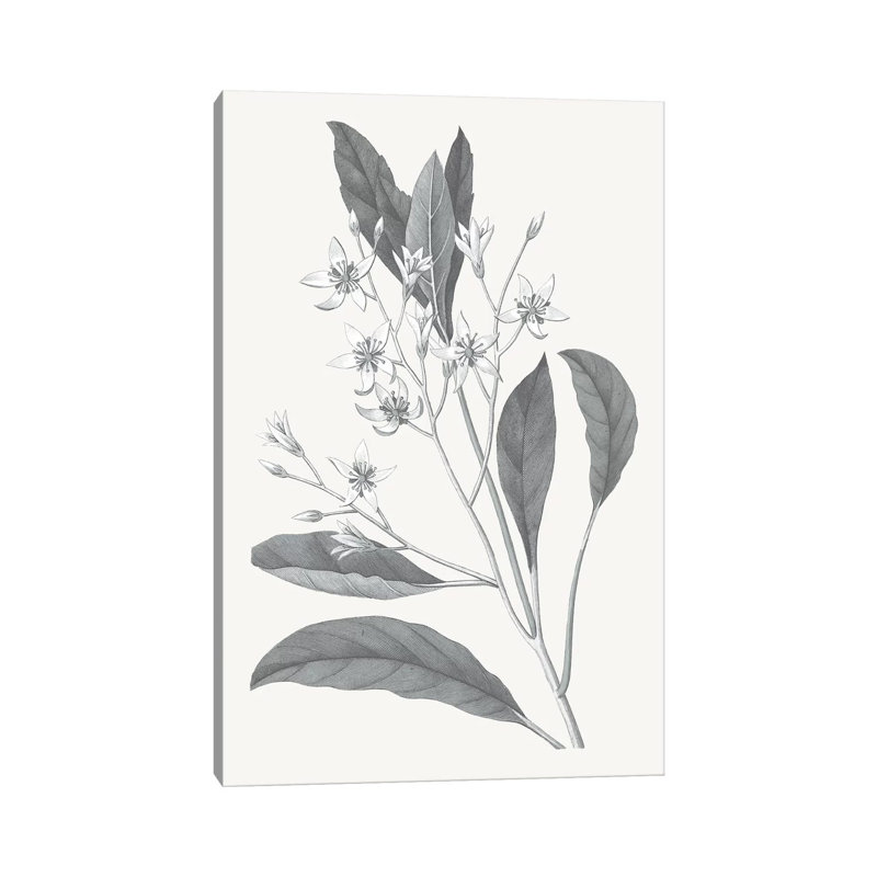 Neutral Botanical V - Wrapped Canvas Painting, 30.48 cm H x 45.72 cm W