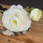 Arrangement-34458649