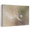 Dandelion Dew Drop Abstract Delicate Ethereal Dandelion Nature Wall Art Print by Bertrand Kulik - Wrapped Canvas Print-1646167938