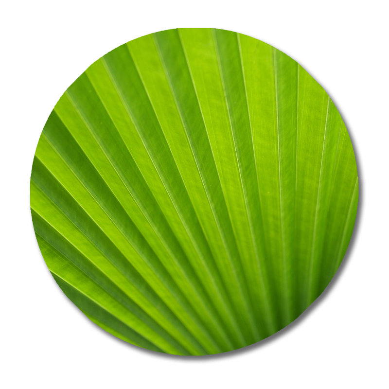 Green Palm! Print by DecorumBY, Aluminum, 36" H x 36" W x 1" D