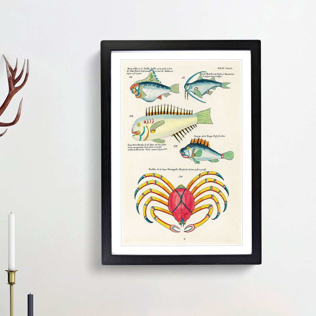 East Indies Fish & Crab Illustrations XXIII by Louis Renard - Picture Frame Painting Print