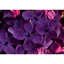 Colours Of Spring - Print on Canvas-1632527260