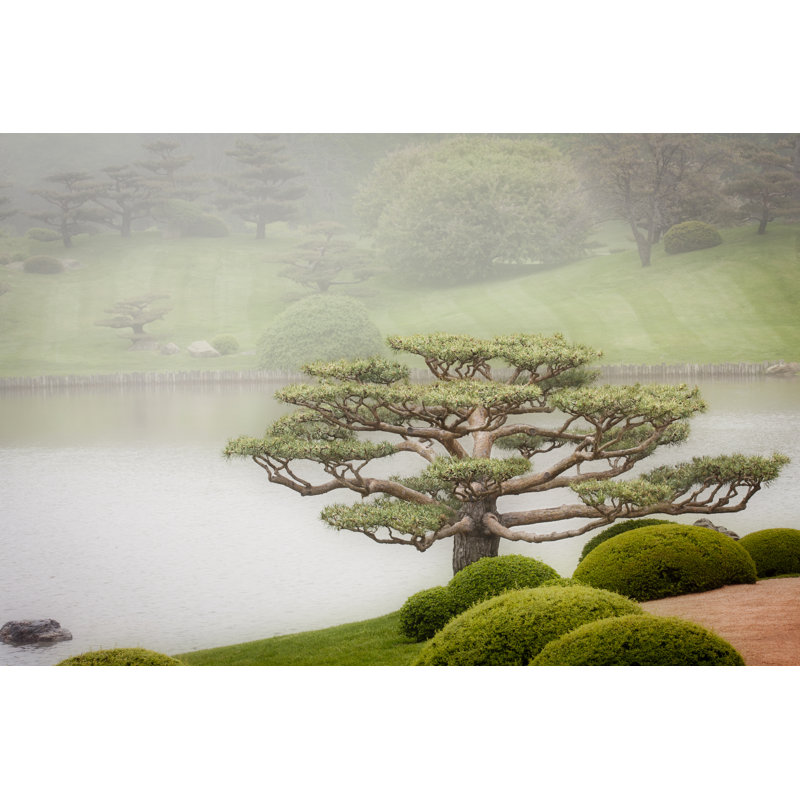 Bonsai dans le jardin par Patty_C, H 20 po x l 30 po