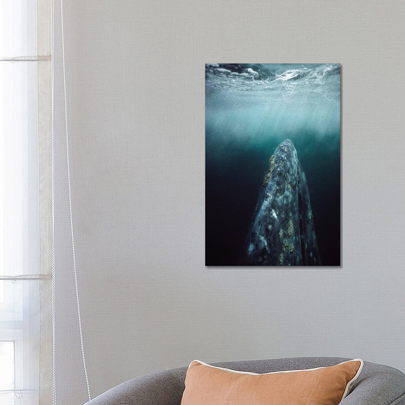 Grey Whale Adult Underwater In Breeding Lagoon, Magdalena Bay, Baja California, Mexico by Tui De Roy - Wrapped Canvas Print