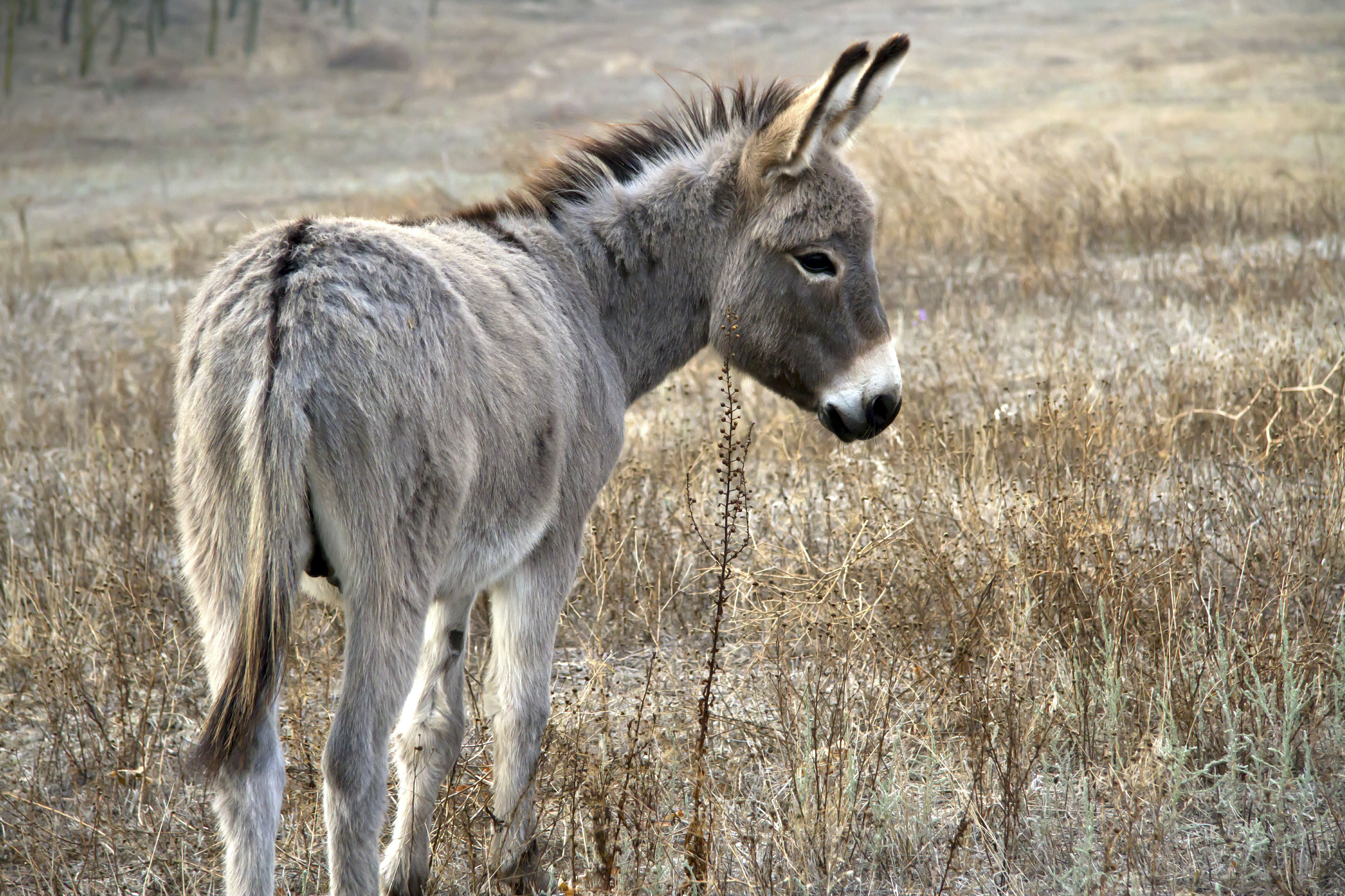 Gracie Oaks Young Donkey in Desert - Wrapped Canvas Photograph | Wayfair