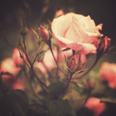 Vintage Pink Rose by Andreka - Wrapped Canvas Print