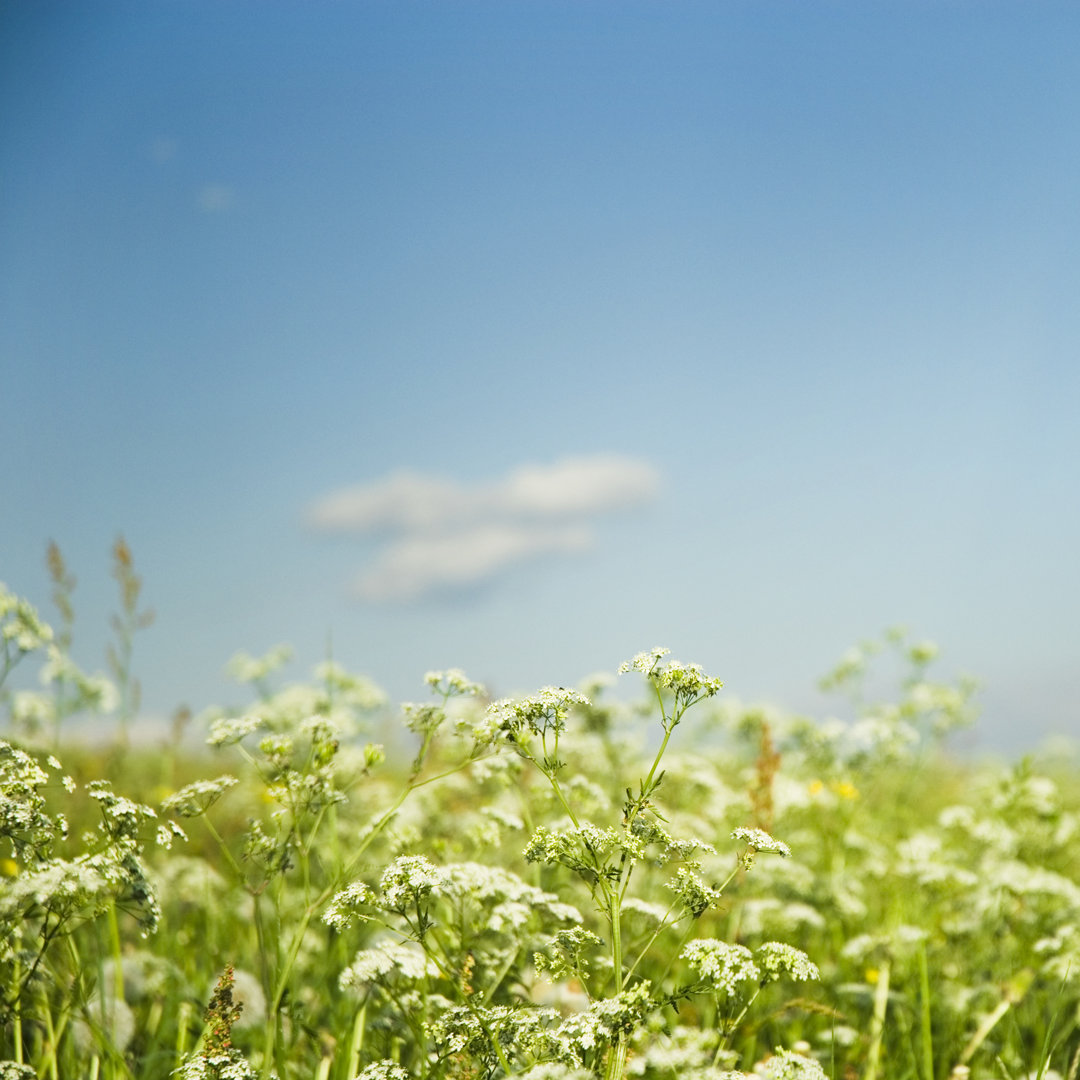 Blooming Summer von Mlenny - Druck auf Leinwand ohne Rahmen