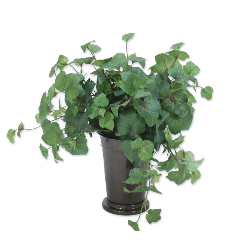 Plante ivy hedera en pot de fleurs