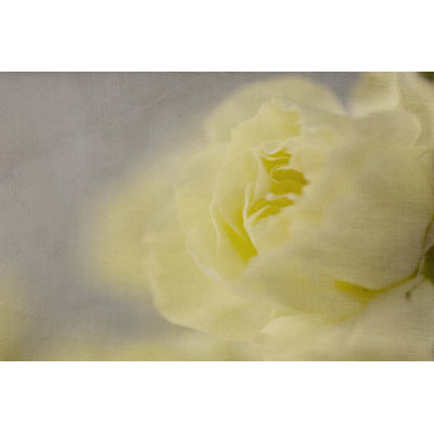 Rose Whisper II by Judy Stalus - Wrapped Canvas Art Prints