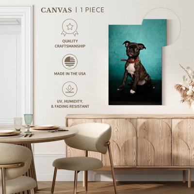 Boston Terrier Pug Cross