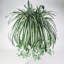 62 cm H Faux Plant