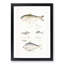 Herring Fish Illustrations by John Edward Gray - Picture Frame Painting Print-55580038-55580040