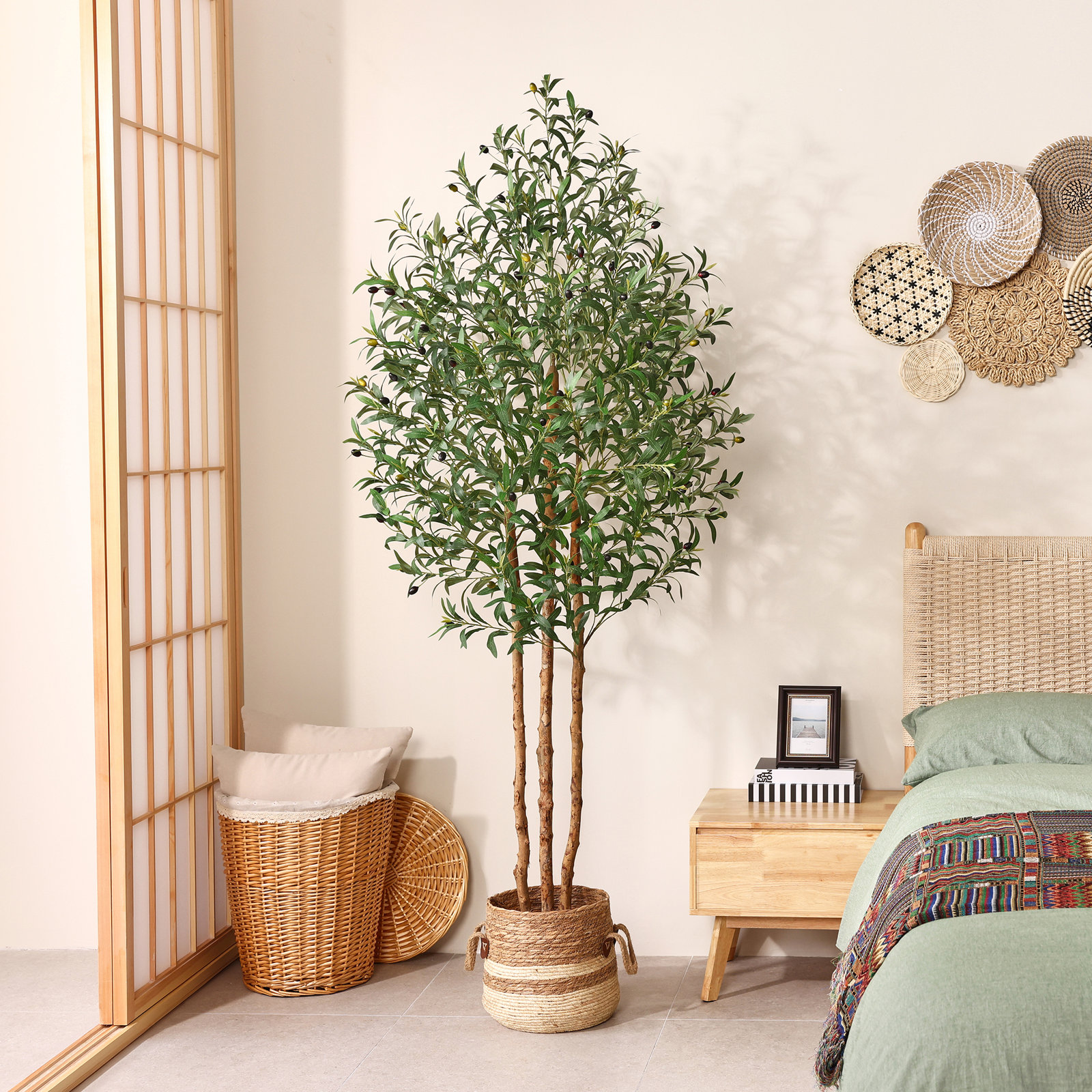 Ashwell Olive Tree in Pot, 84