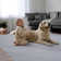 Schnabel Solid Colour Area Rug