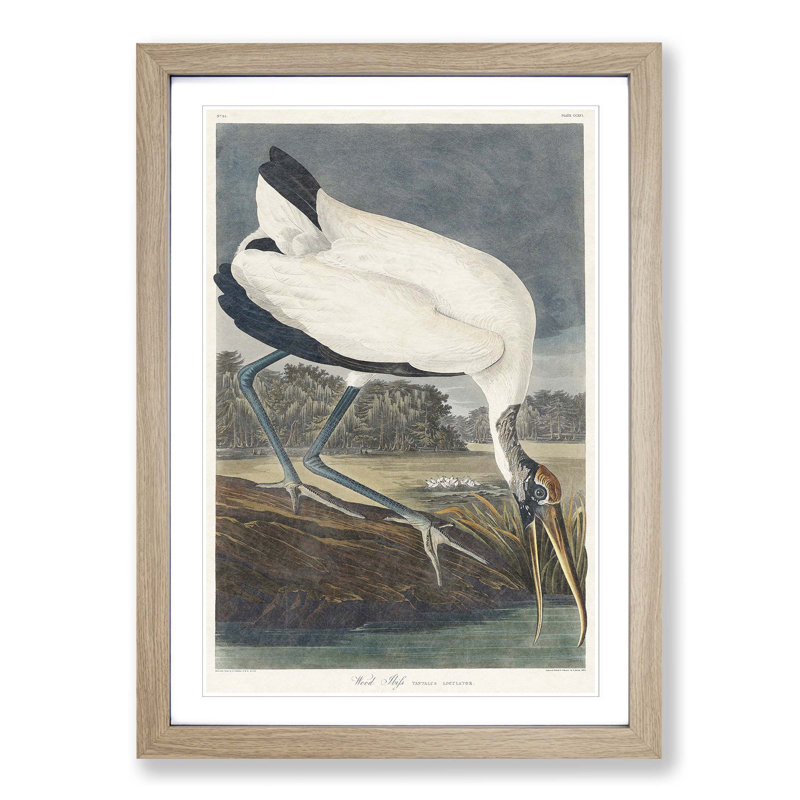 Wood Stork by John James Audubon - Picture Frame Painting Print, Oak Framed, 65cm H x 48cm W x 2cm D