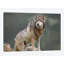 « loup, north america i », impression sur toile-30310699-72558163-72558158