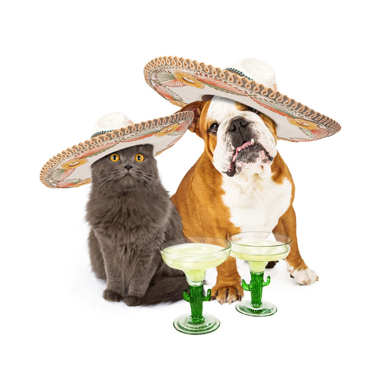 Cinco De Mayo Cat And Dog by Adogslifephoto - Wrapped Canvas Print, 30cm H x 30cm W x 3.8cm D