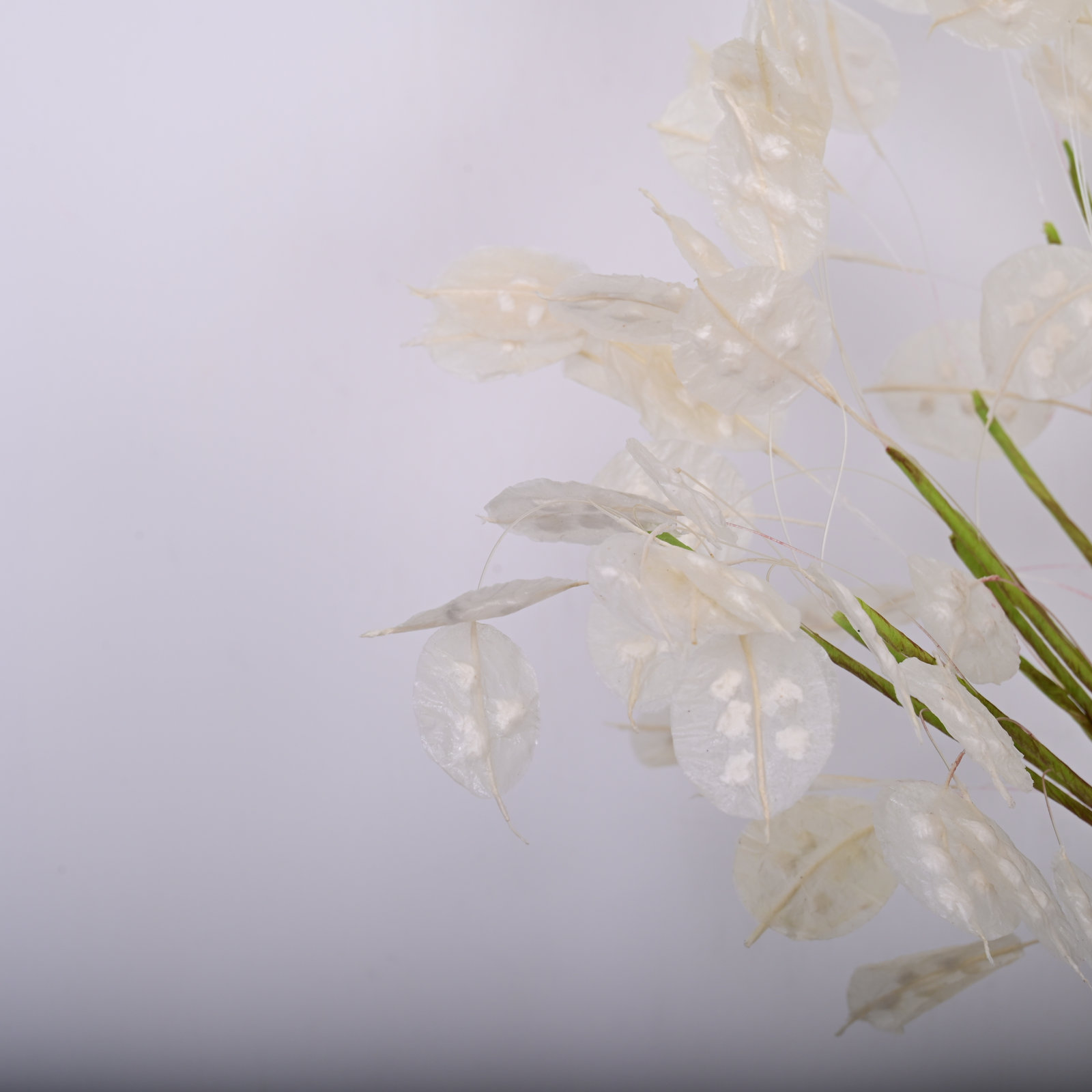 Fall Foliage Stems, White