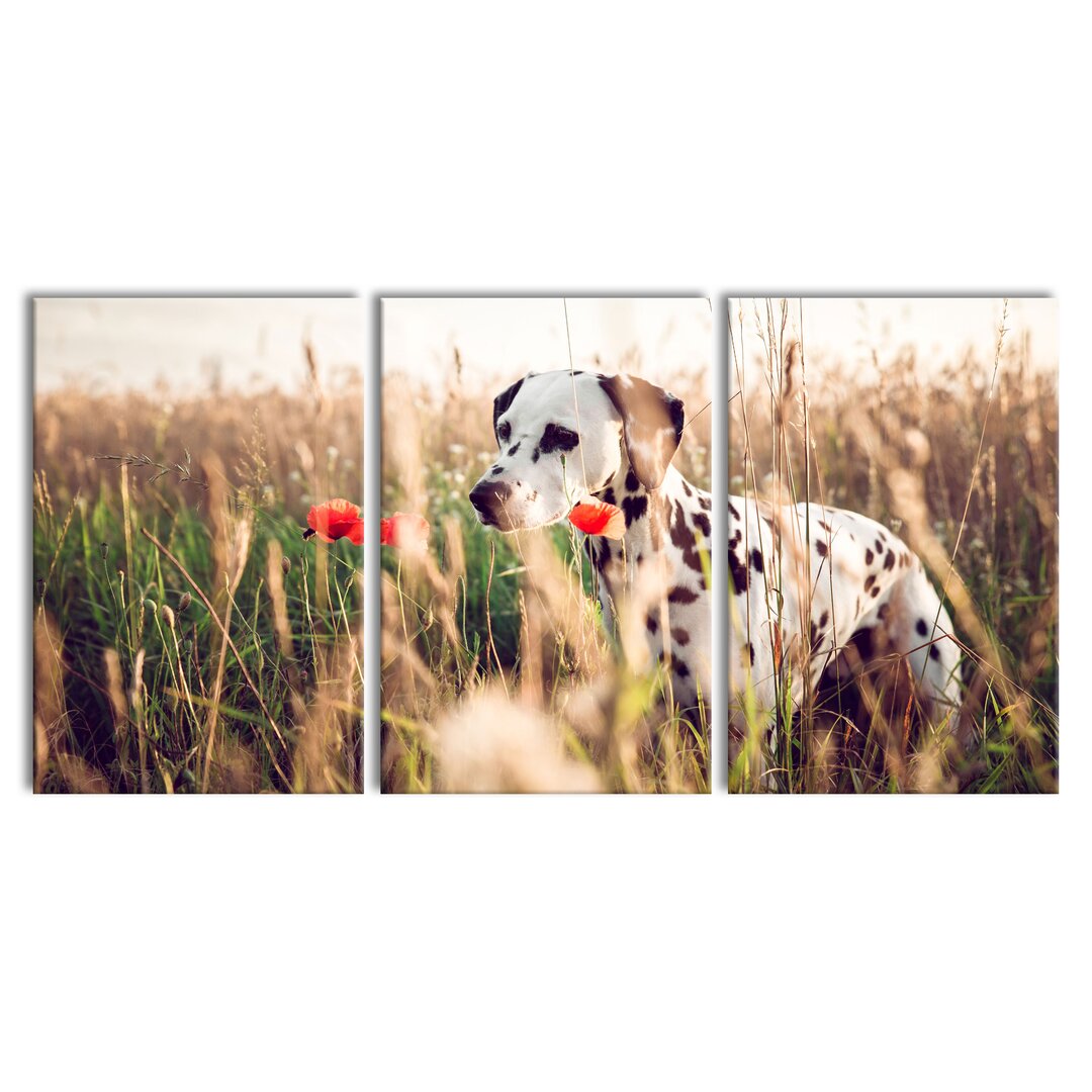 3-tlg. Leinwandbilder-Set Curious Dog in a Field