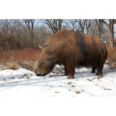 Rhinocéros laineux - Photographie sur toile tendue