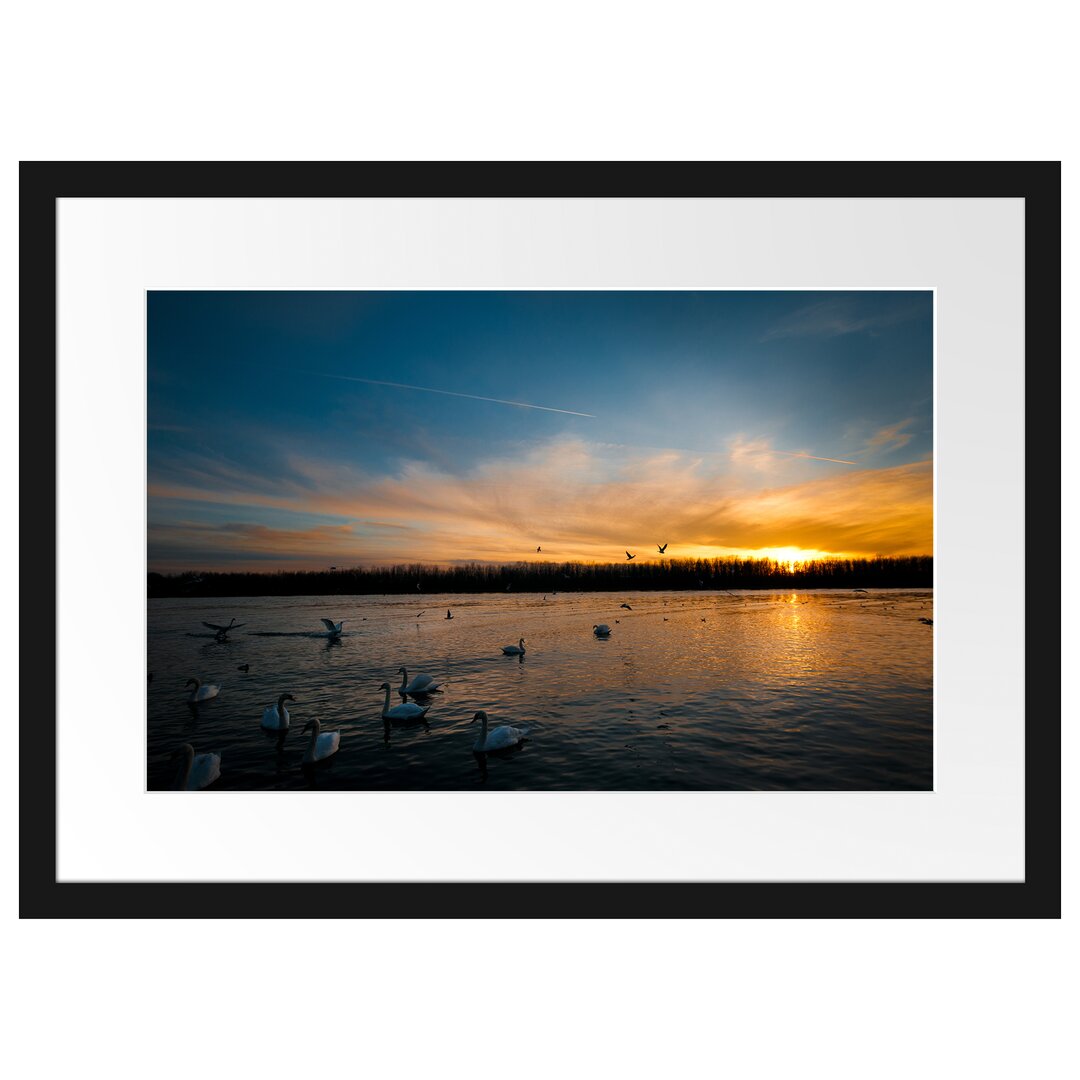 Gerahmtes Poster Schwäne im Sonnenuntergang