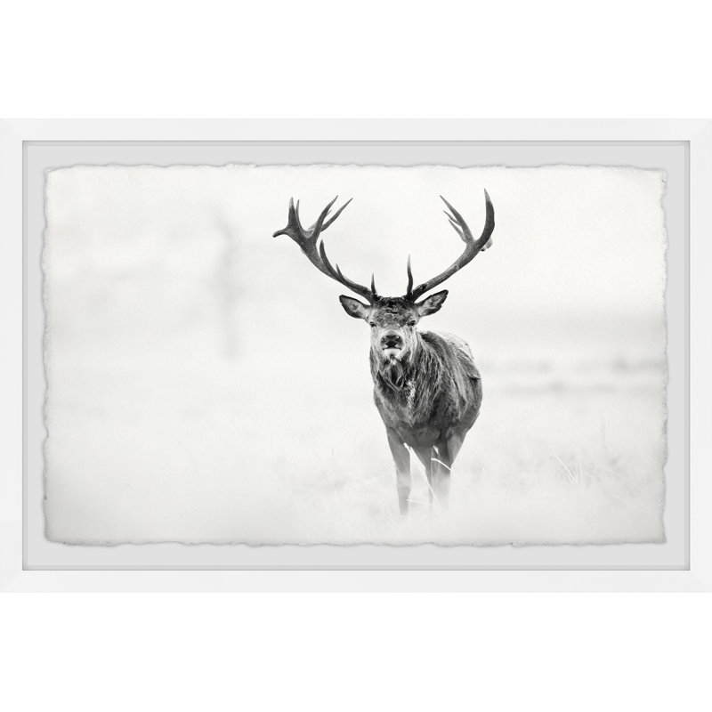 Elk Stare - Single Picture Frame Print, 38cm H x 45cm W x 3.81cm D
