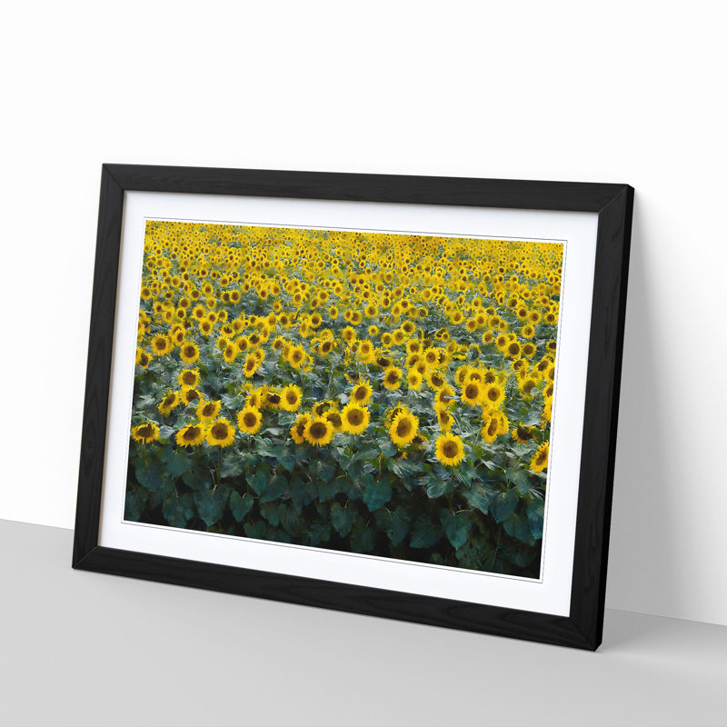 Field of Yellow Sunflowers - Picture Frame Graphic Art Print, Black Framed, 45cm H x 63cm W x 2cm D