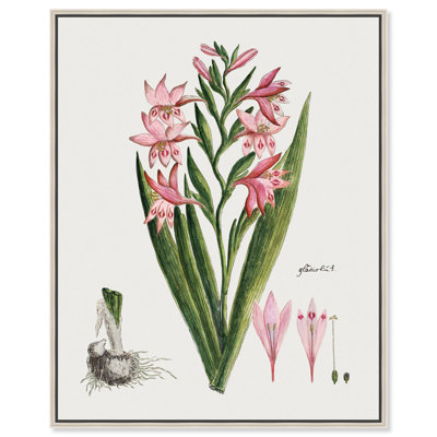 Gladiolus Carneus Canvas by Art Remedy