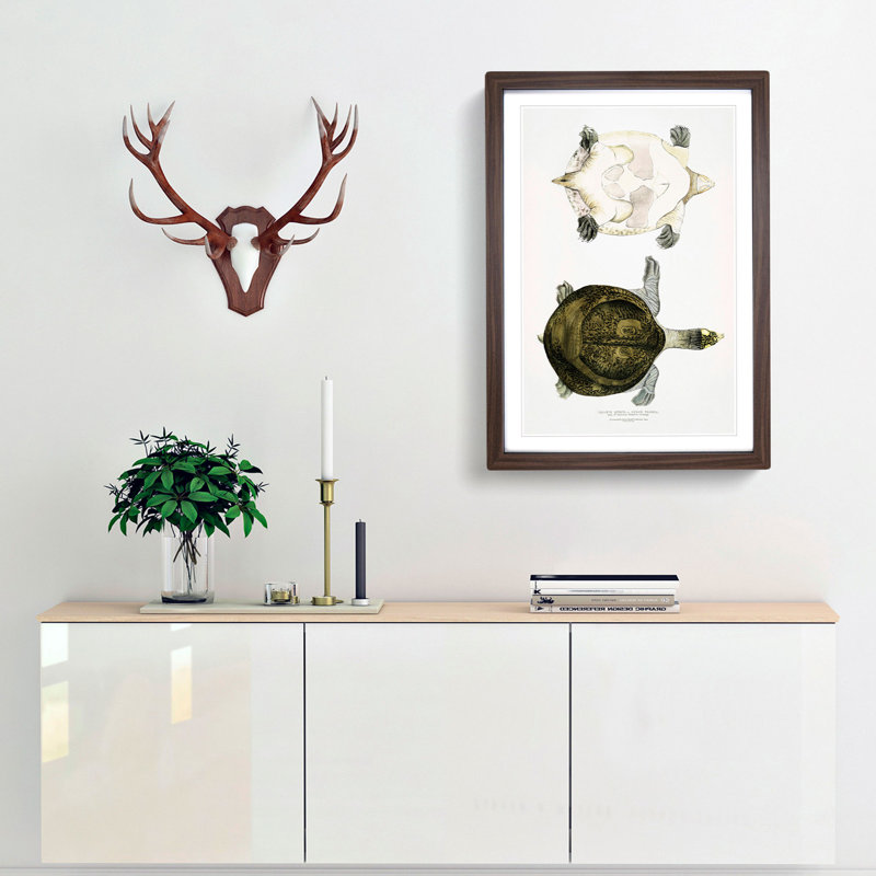 Hurum Trionyx Turtle by John Edward Gray - Framed Print, 48cm H x 36cm W x 2cm D, Walnut Framed