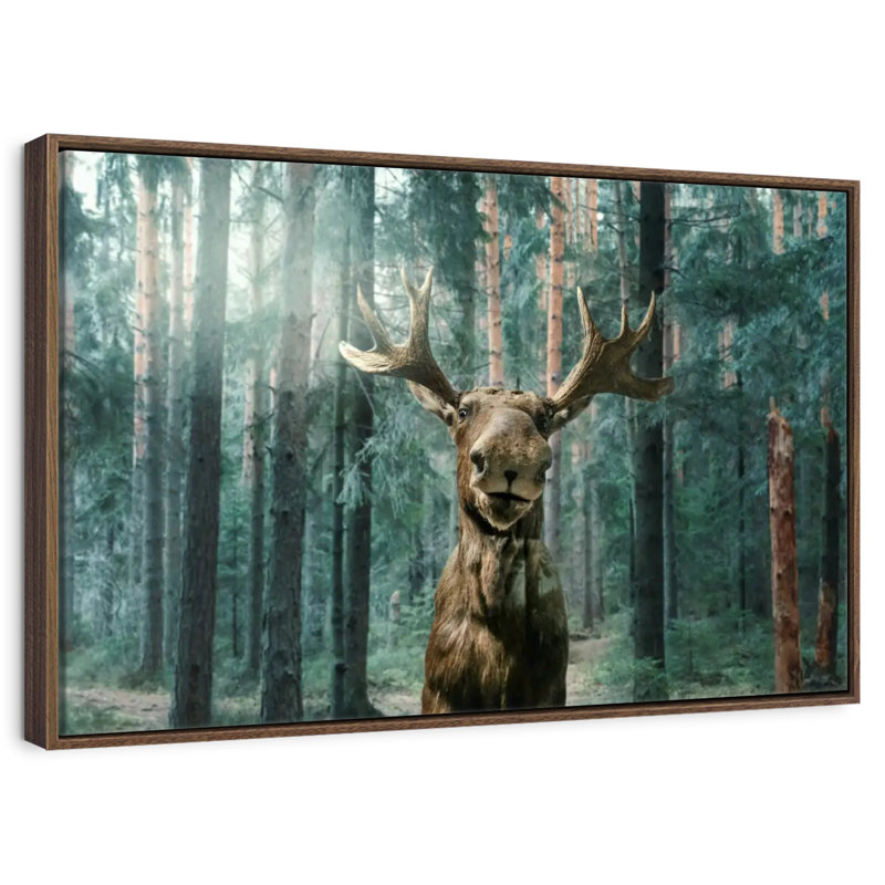 Orignal sauvage, 46 po x 31 po, Cadre flottant en noyer