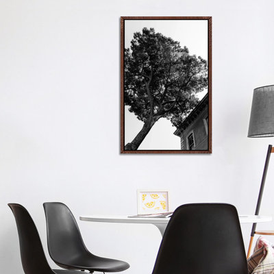 Italian Stone Pine Tree III by Bethany Young - Print on Canvas