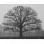 Arbre inquiétant - reproduction encadrée mat blanc pour la décoration intérieure