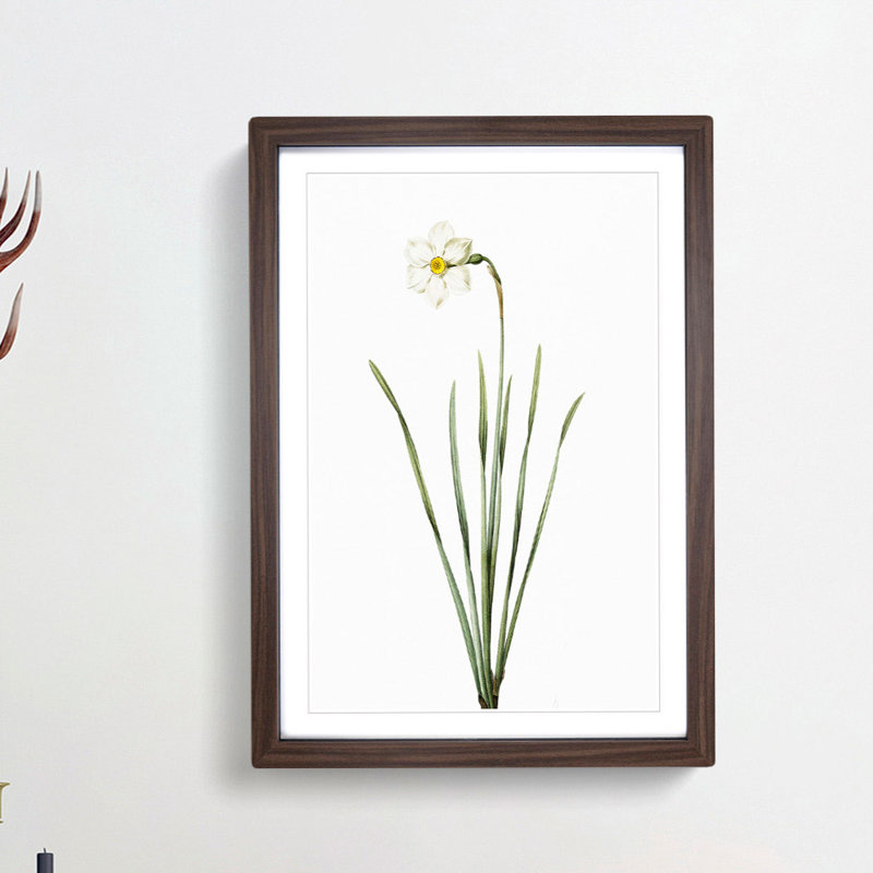 Poeticus Daffodil by Pierre-Joseph Redoute - Picture Frame Painting Print, 48cm H x 36cm W x 2cm D, Walnut Framed