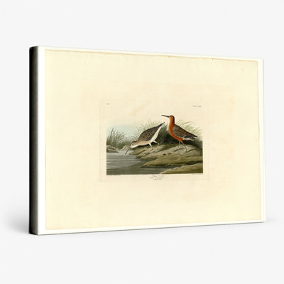 «Pigmy Curlew», plaque CCLX III (1835) - art mural sur toile paysage