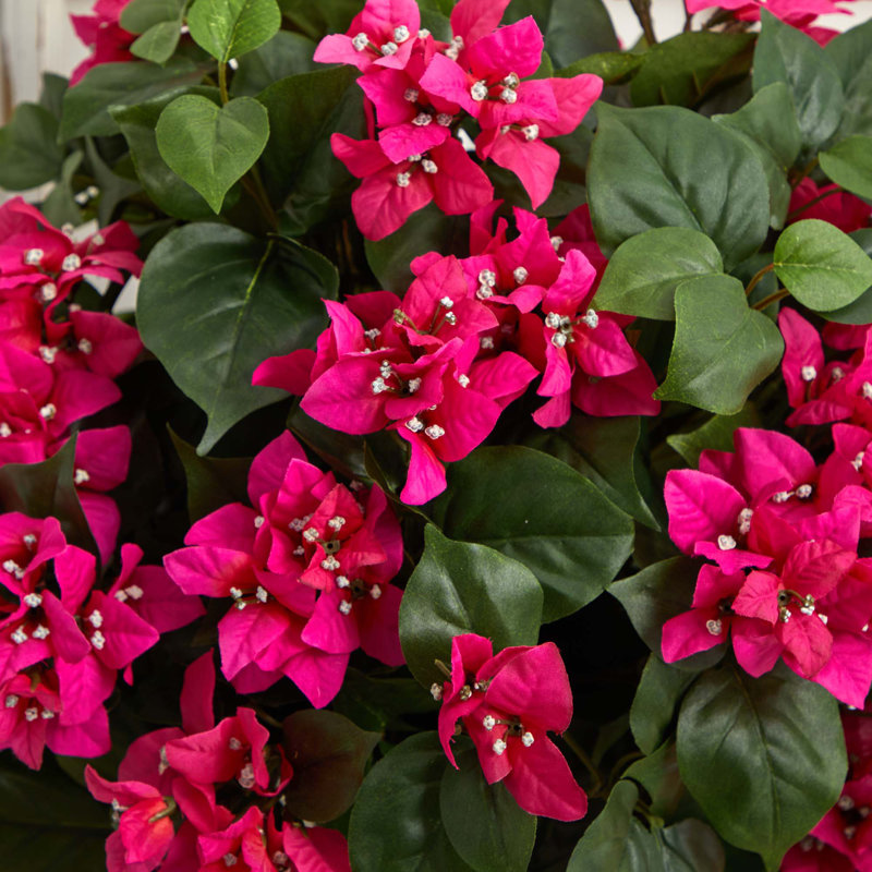 Bougainvillea Arrangement in Planter