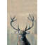 «What Up Buck», reproduction sur toile tendue-27175583
