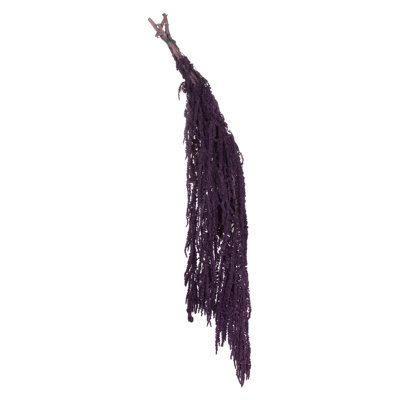Preserved Amaranthus Stems
