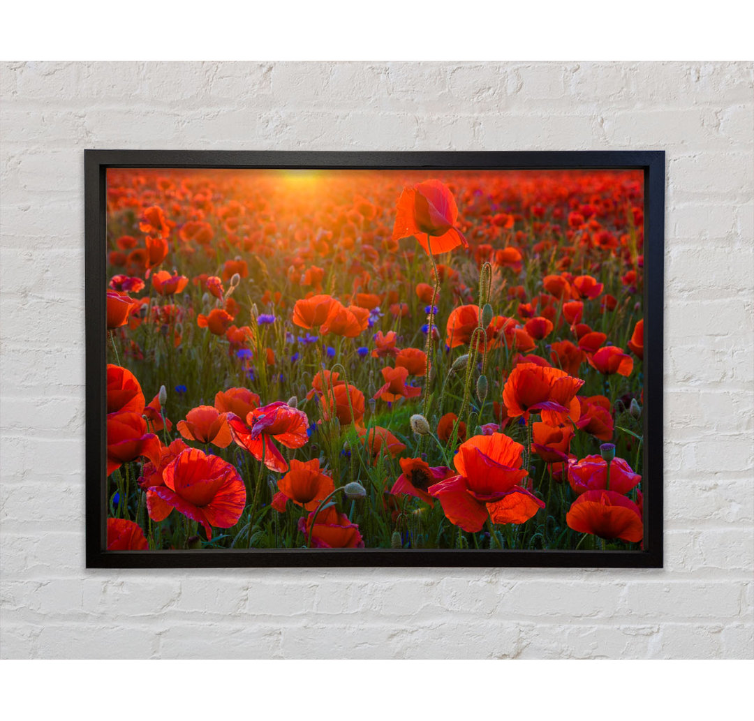 Rote Mohnblumen im Sonnenuntergang - Einzelner Bilderrahmen Kunstdrucke auf Leinwand