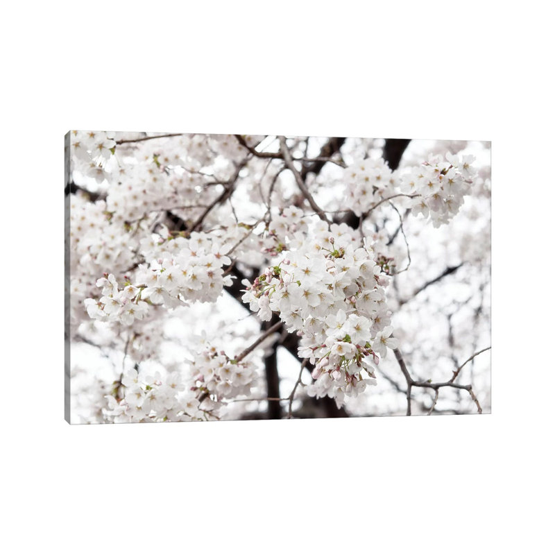 White Sakura Cherry Blossom by Philippe Hugonnard - Wrapped Canvas Gallery-Wrapped Canvas Giclée, 20.32 cm H x 30.48 cm W