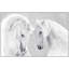 Oversized White Stallions Print by Lillian August