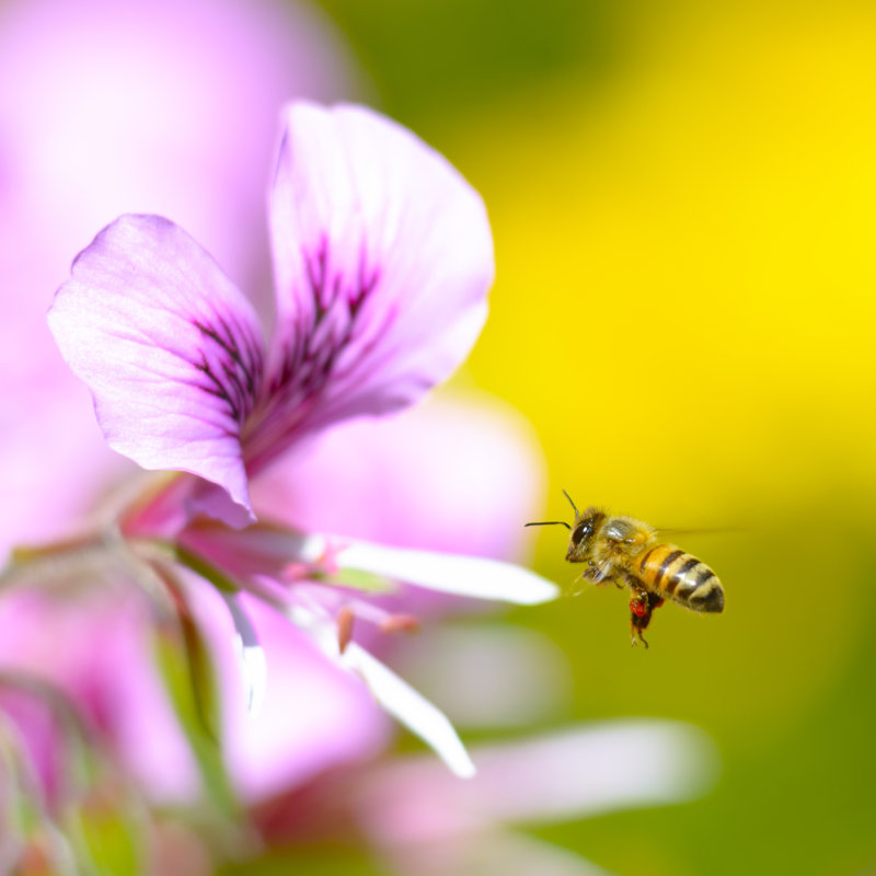 Honeybee In Flight - Wrapped Canvas Print, 30cm H x 30cm W x 3.8cm D
